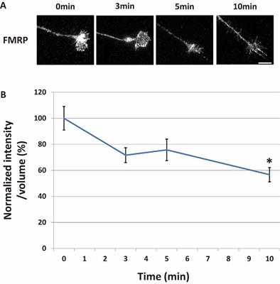 Semaphorin-3A Promotes Degradation of Fragile X Mental Retardation Protein in Growth Cones via the Ubiquitin-Proteasome Pathway